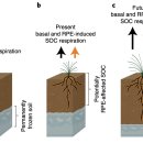 meta plant 이미지