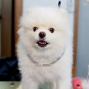 어반독스 이미지