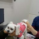 송담동물병원 이미지