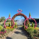 GS25태화강정원점 | 태화강국가정원 십리대숲 양귀비 꽃구경 주차장,야경,봄꽃축제