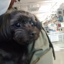 24시 시유동물메디컬센터 이미지