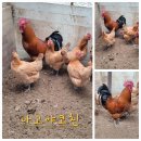 관상닭 성조 분양합니다 ■ 이미지