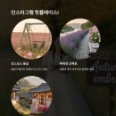 호법 코스모스길 이미지