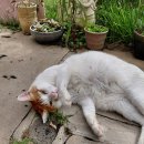 올래민박 이미지