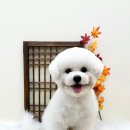 뽀프퍼피 이미지