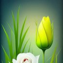 아침향기 이미지