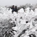 제주다와 이미지