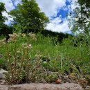 흰꽃세둠(Sedum album) 이미지