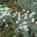 하설초=세라스티움-Cerastium tomentosum (Snow-in-summer) 이미지