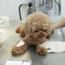 배곧도담동물병원 이미지