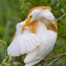 Western Cattle Egret 이미지