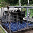 제천염소도축장 이미지