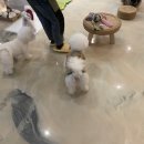 러블리독스 이미지