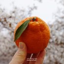 필돌농장 네이버블로그
