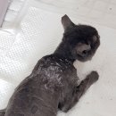 윈그루밍 이미지