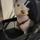 스마일양한방동물병원