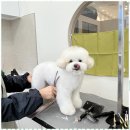 아지묭실 | 화성애견미용 반려견과 함께한 특별한 하루, 아지묭실 후기