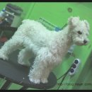 단비펫살롱 이미지