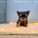 유어펫 일산본점 이미지