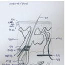 뷰티리드 이미지