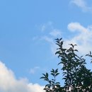 포레스티아 서문상가 이미지