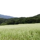 메밀꽃피면 이미지