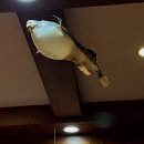 경기도 수원시 팔달구 경수대로495번길 이미지