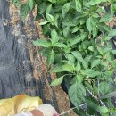 금순이농장 이미지