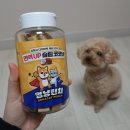 멍냥펀치 이미지