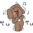 송이애견 이미지