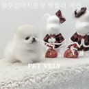 펫블리강아지&미라클고양이 | 펫블리 애견 샵 가격대비 만족도 높은 곳