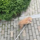 지에스(GS)25 진접중앙점 이미지