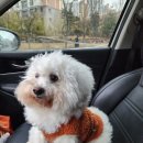 미용하는 훈련사 이미지