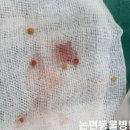 신성동물병원 네이버블로그