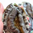 완도전복사료 이미지