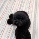 꼬몽그루밍 이미지