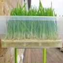 새싹보리 키우는법 수경재배?흙에서? 이미지