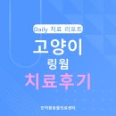 다나아 동물병원 | 만안구 동물병원 고양이 링웜 (피부사상균증) 치료 후기