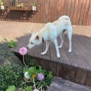 달시플러스 이미지