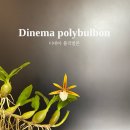 벌본