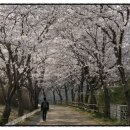 광주 패밀리랜드 호수 벚꽃길 벚꽃 향연!!! 이미지