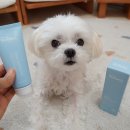 강아지 피부관리 고보습 수딩젤 피터스랩 메디퍼트 프로