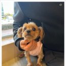 마음을 읽어주는 마음동물병원 이미지