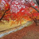 2025년11월21일 (금) 곡교천은행나무.독립기념관 단풍.안성미리내성지 .희주 이미지