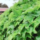 오소록 민박 이미지