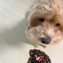 초콜릿 좋아하면 무조건 저장 옐레크 내돈내산 후기
