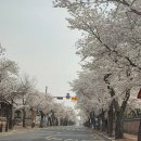 경주벚꽃 명소 실시간 개화현황 개화시기 대릉원돌담길 황리단길 주차 정보