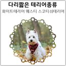 웨스티(westy) 네이버블로그