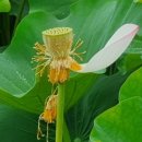 힐링약국 이미지