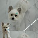 샤워하개 이미지